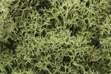 Woodland Scenics L161 N/HO Lichen Spring Green 1.5 Quarts Train Scenery